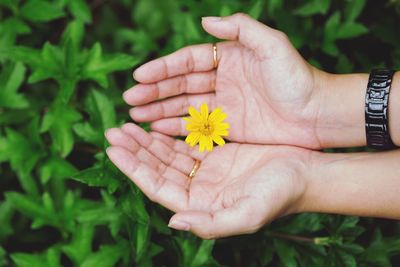 Close-up of hand holding yellow flower