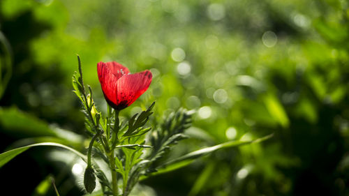 Close-up of red flower