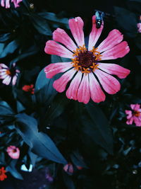 Close-up of pink flower blooming outdoors