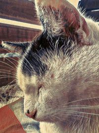 Close-up of cat sleeping at home