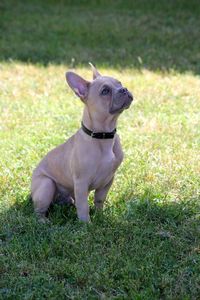 Dogs on grassy field