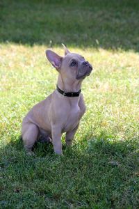 Dogs on grassy field
