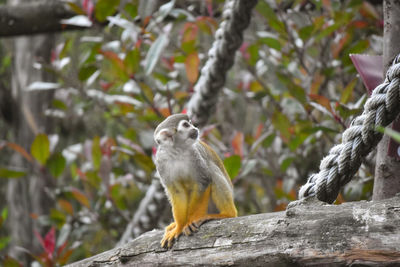 Close-up of monkey on tree