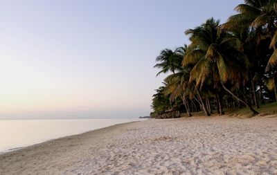 Palm trees on beach against clear sky