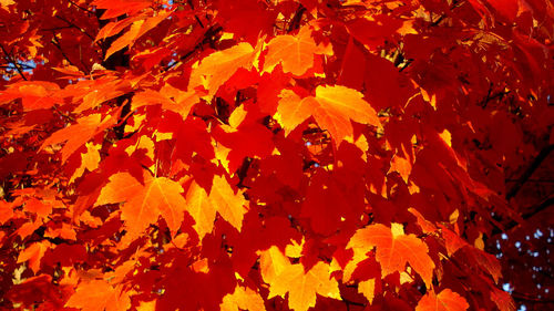 Full frame shot of leaves