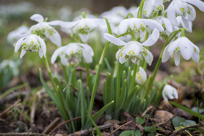 Close-up of white flowering plant