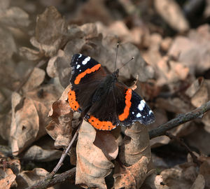 Red admiral butterfly perched on dead leaves. 