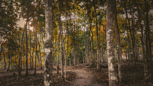 Trees growing in forest