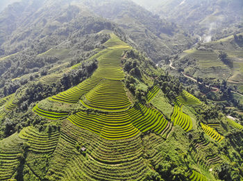 Aerial view of rice paddy