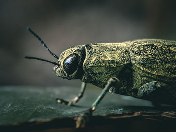 Close-up of insect