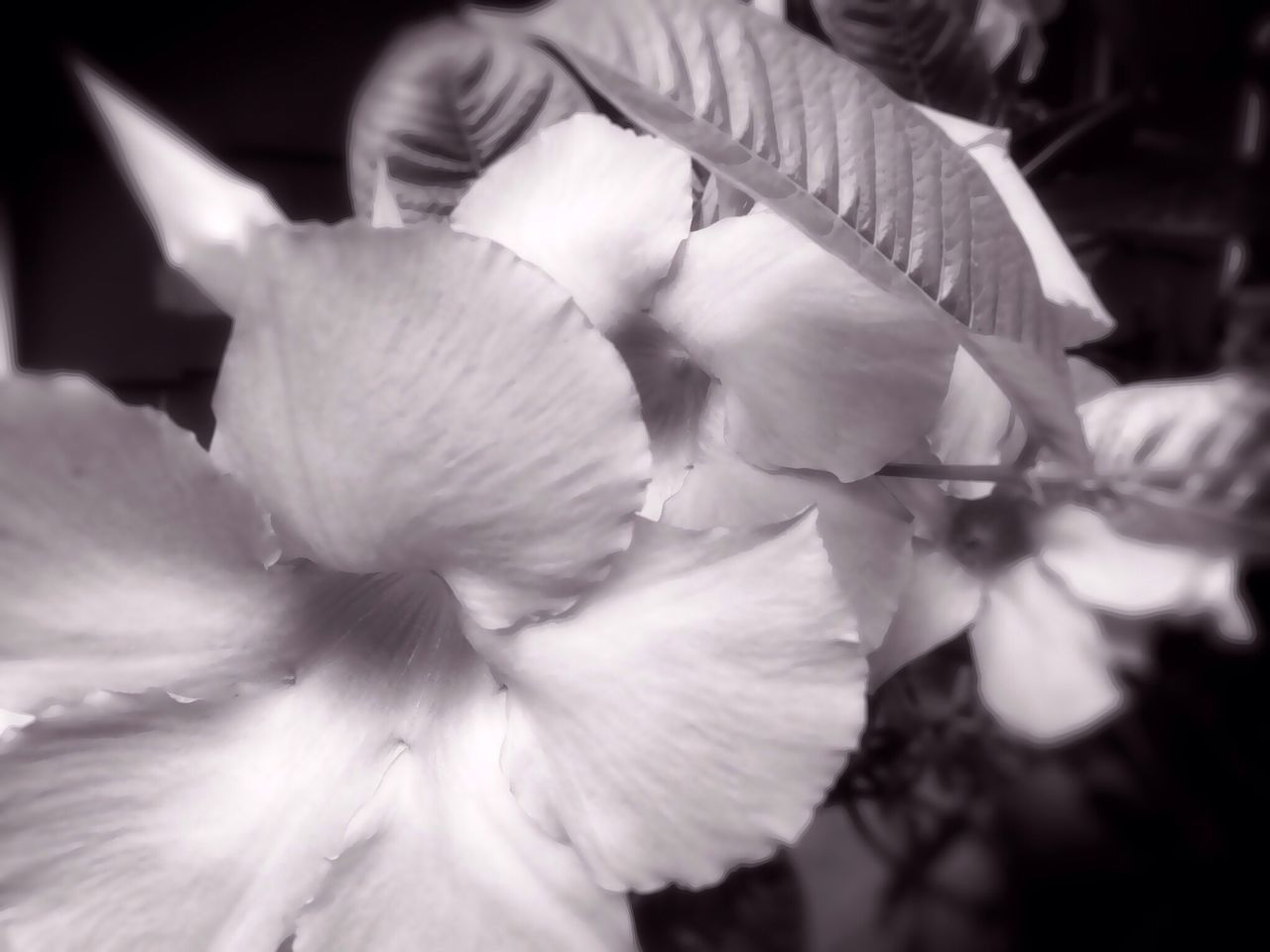 flower, petal, flower head, freshness, fragility, growth, close-up, beauty in nature, single flower, blooming, focus on foreground, nature, plant, in bloom, pollen, stamen, outdoors, park - man made space, day, selective focus