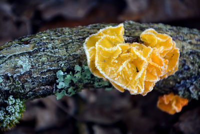 Close-up of yellow mushroom