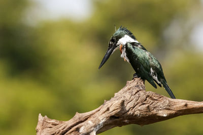 Close-up of bird perching on tree