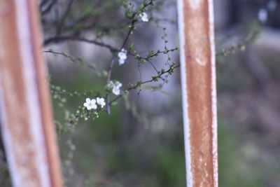 Close-up of flowers