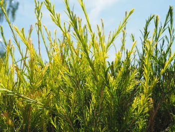 Close-up of crops growing on field against sky