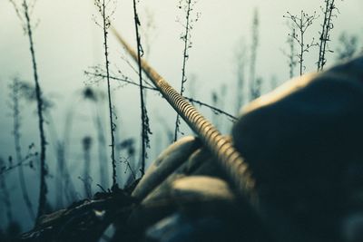 Close-up of rope against trees