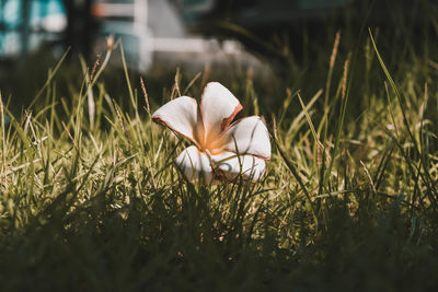 Close-up of white flowering plant on field