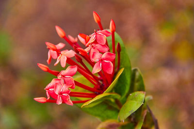 Close-up of ixora blooming outdoors