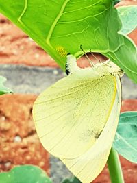 Close-up of butterfly on leaf