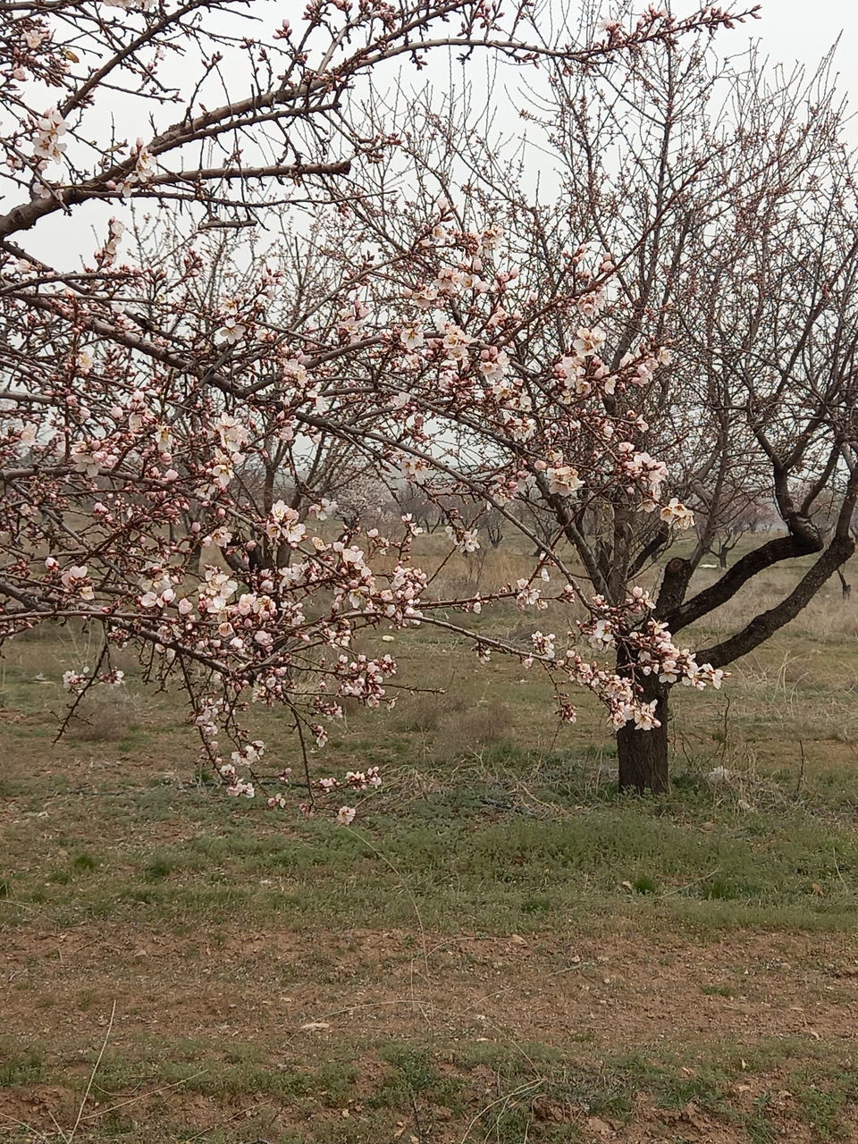 VIEW OF CHERRY BLOSSOM TREE