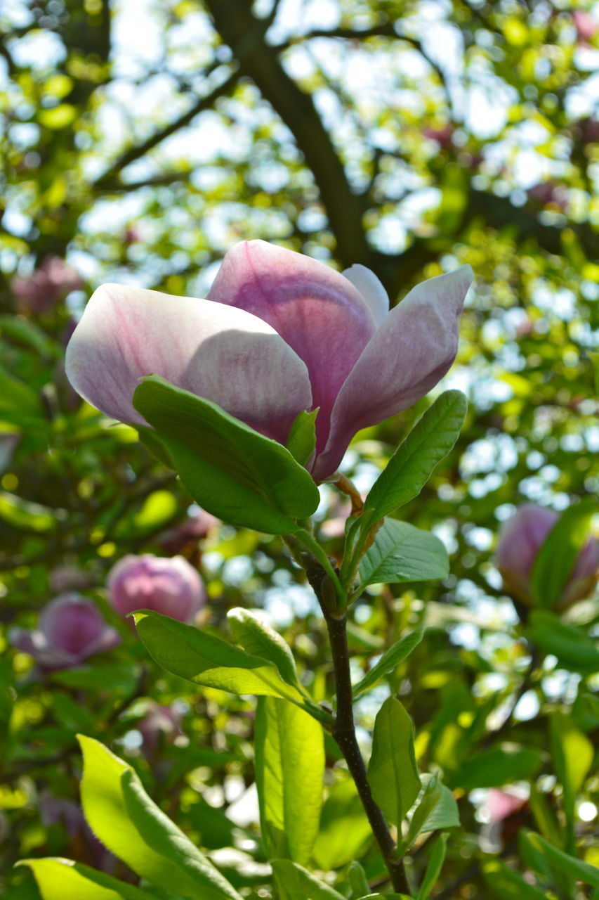 CLOSE-UP OF PINK FLOWERING PLANTS