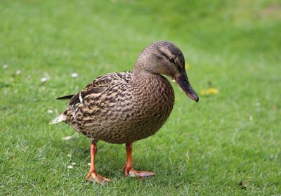 Close-up of mallard duck on field