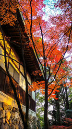 Low angle view of trees and building during autumn