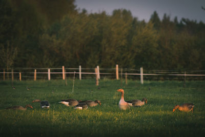 Gray geese on green grass on a sunset light of a countryside, anser anser, wild geese