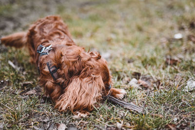 Dog relaxing on field