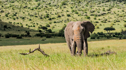 An african elephant in masai mara