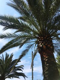 Low angle view of palm tree against sky