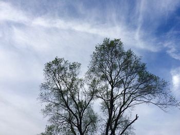 Low angle view of tree against sky