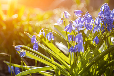 First spring flowers blue snowdrops in the sun. close-up flowers soft focus, creative focus and blur