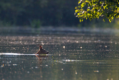 Roe deer swimming in the drava river during the flood