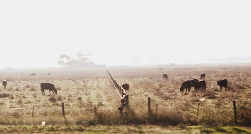 Horses grazing on field against clear sky