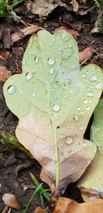 Close-up of raindrops on leaves