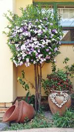 Close-up of cat on potted plant