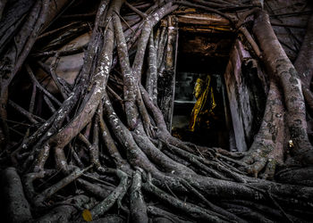 Low angle view of tree roots of abandoned building