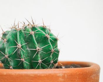 Close-up of cactus plant in pot with copy space