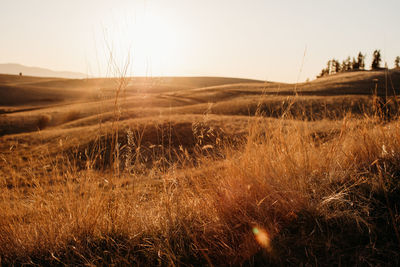 Scenic view of field against sky during sunset