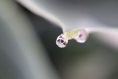 Close-up of water drops on plant