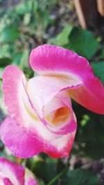 Close-up of pink rose blooming outdoors