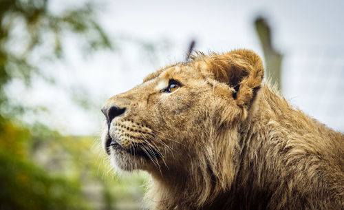 Close-up of a cat looking away