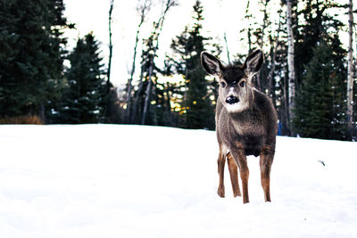 Portrait of a horse in snow