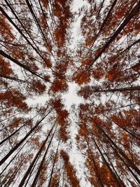 Low angle view of pine trees in forest during winter