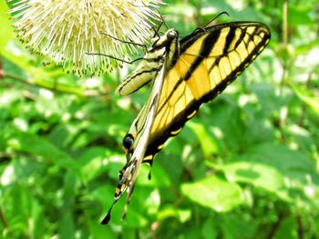 Close-up of butterfly pollinating on flower