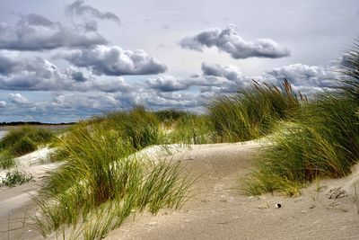 Plants growing on land against sky