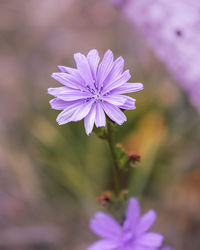 Close-up of purple flowering plant