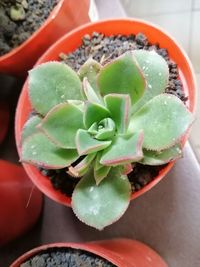 High angle view of succulent plant in pot