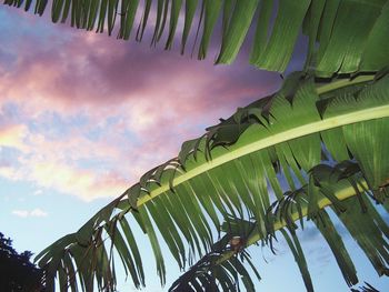 Low angle view of palm trees against cloudy sky